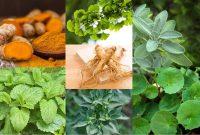 16 Macam Tumbuhan Herbal Serta Manfaatnya Bagi Kesehatan
